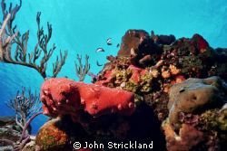 nikonos 15mm by John Strickland 